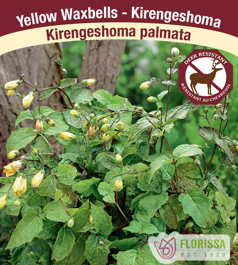 Kirengeshoma - palmata