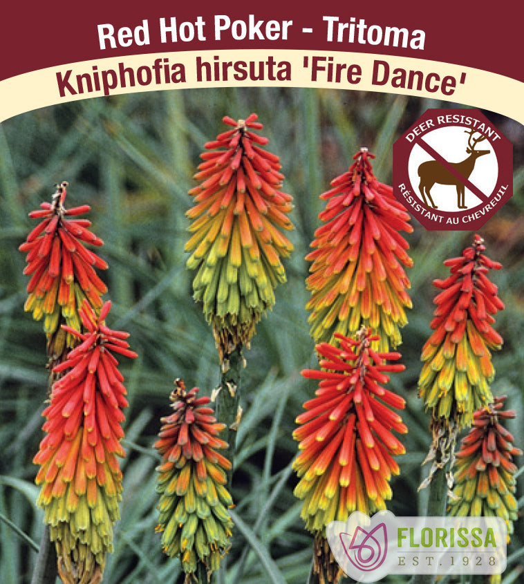 Kniphofia - hirsuta Fire Dance