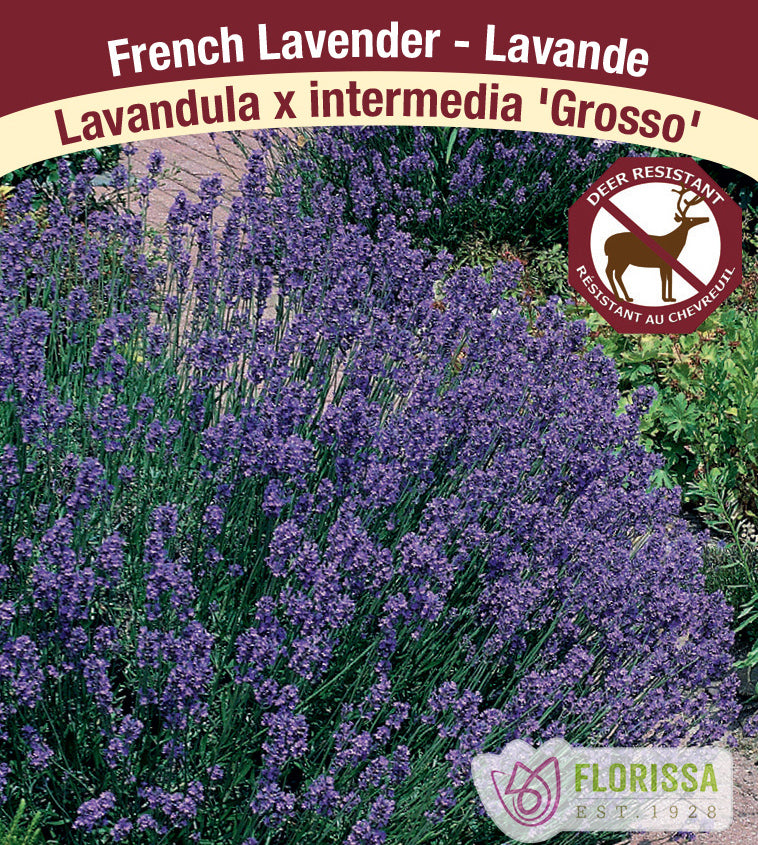 Lavandula - x intermedia Grosso