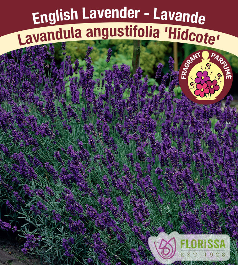 Lavandula - angustifolia Hidcote