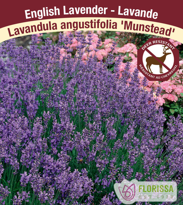 Lavandula - angustifolia Munstead