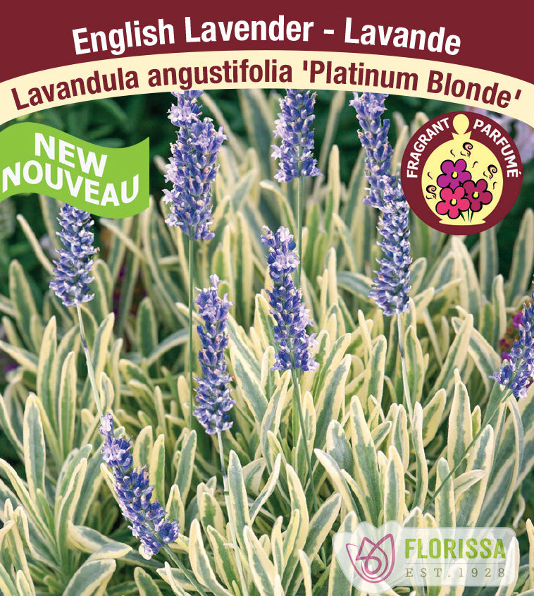 Lavandula - Platinum Blonde