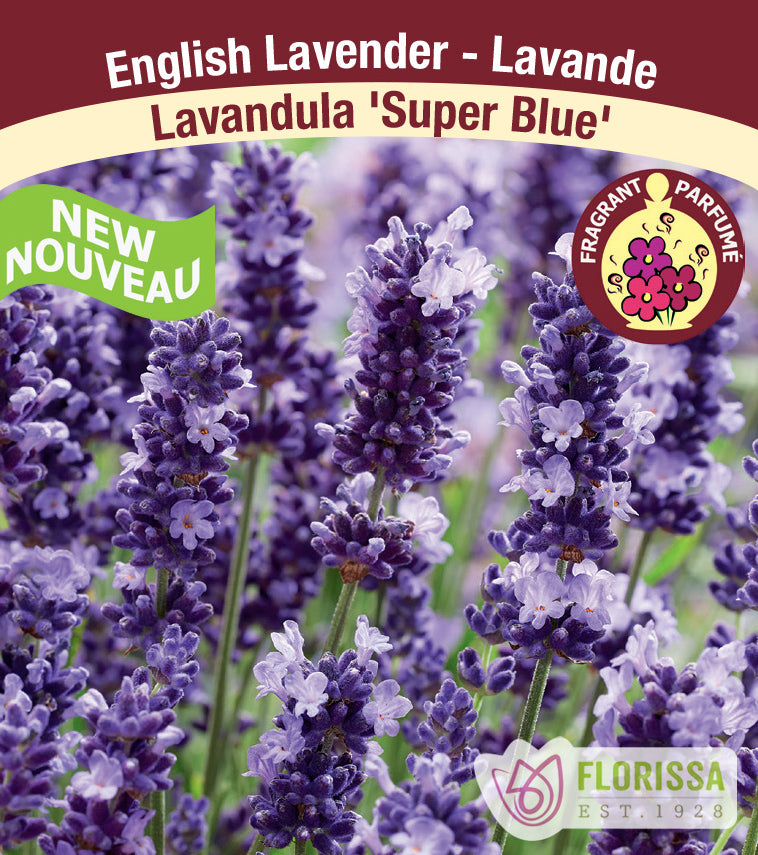 Lavandula - Super Blue