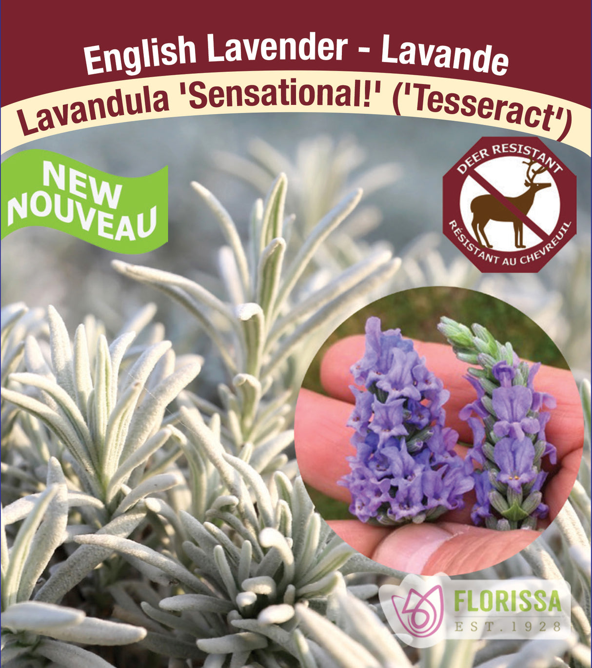 Lavandula - x intermedia Sensational!