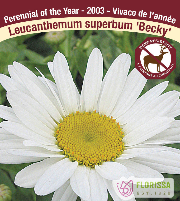 Leucanthemum - Becky (Superbum)