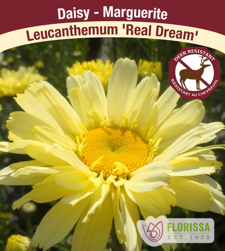 Leucanthemum - Real Dream (Superbum)