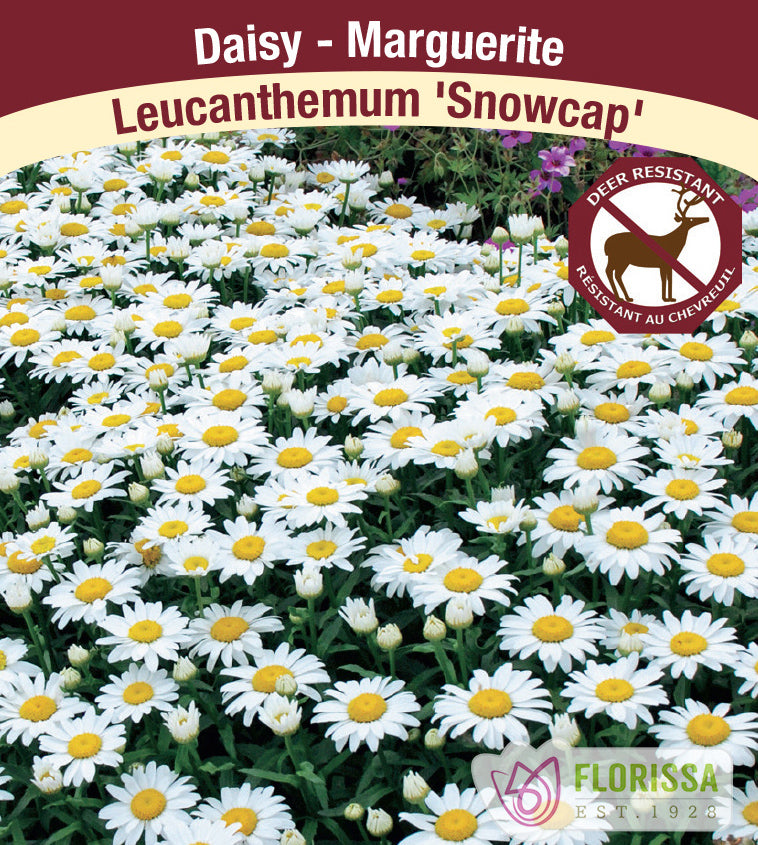 Leucanthemum - Snowcap (Superbum)