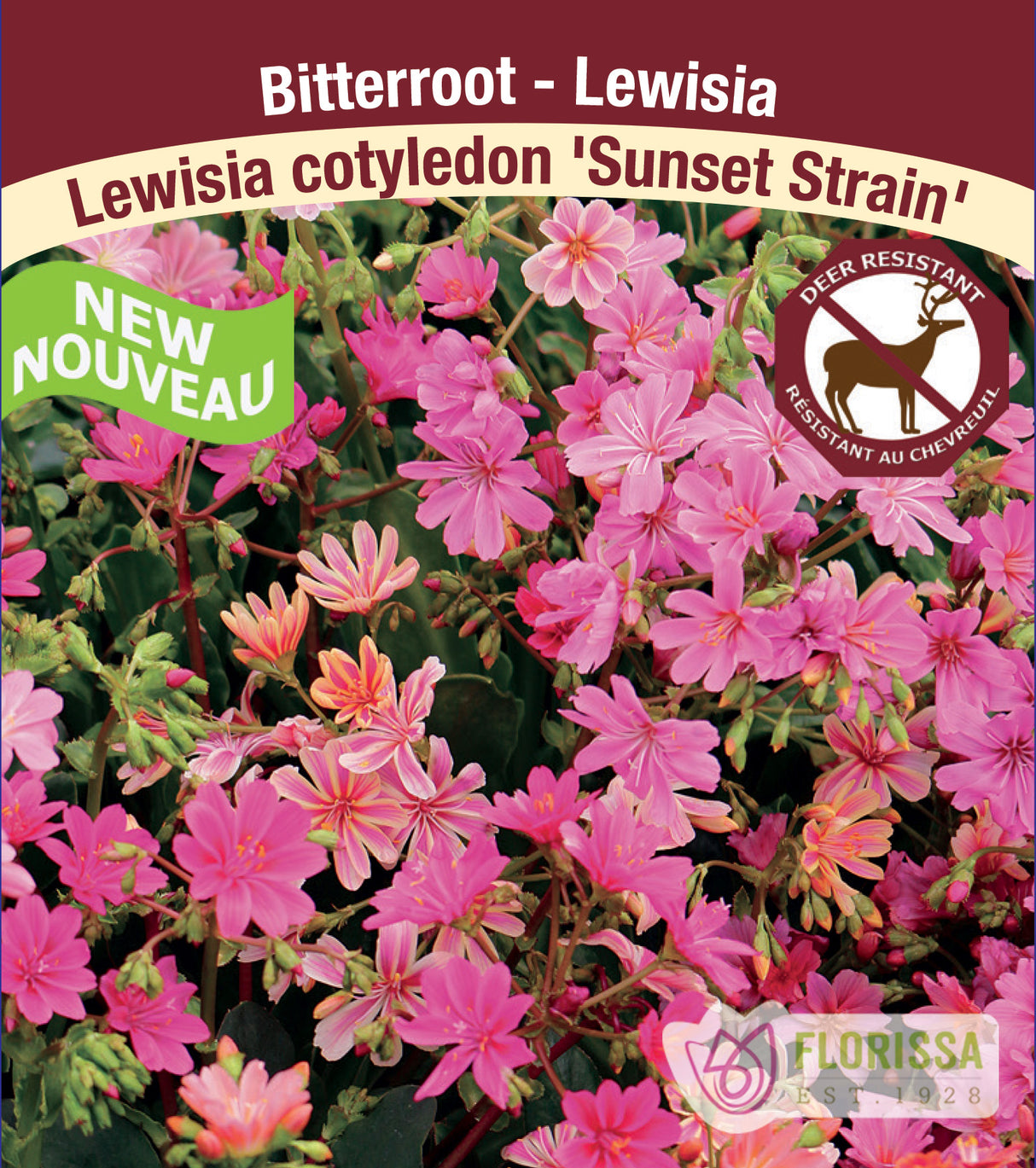 Lewisia - Sunset Strain