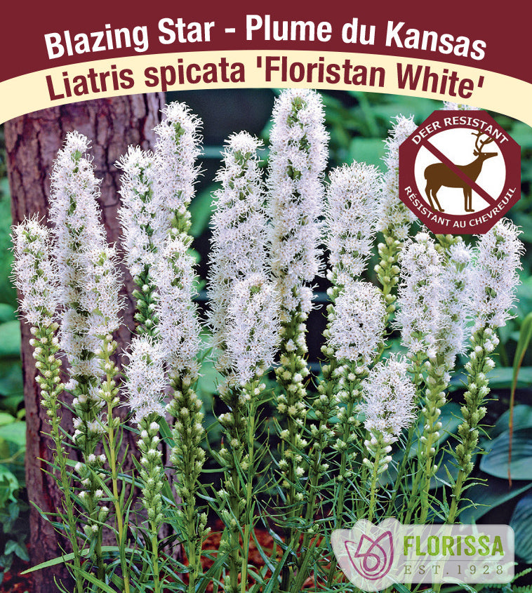 Liatris - Floristan White