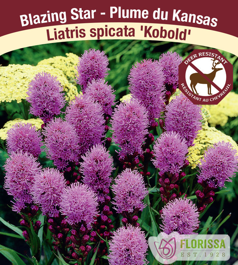 Liatris - Kobold Purple