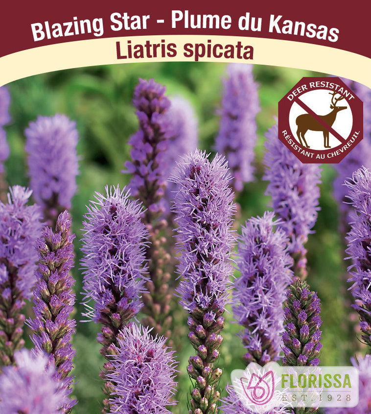 Liatris - Spicata Purple