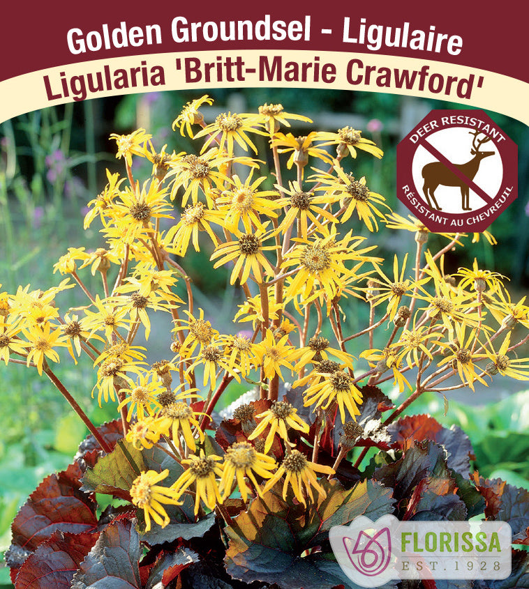 Ligularia - dentata Britt-Marie Crawford