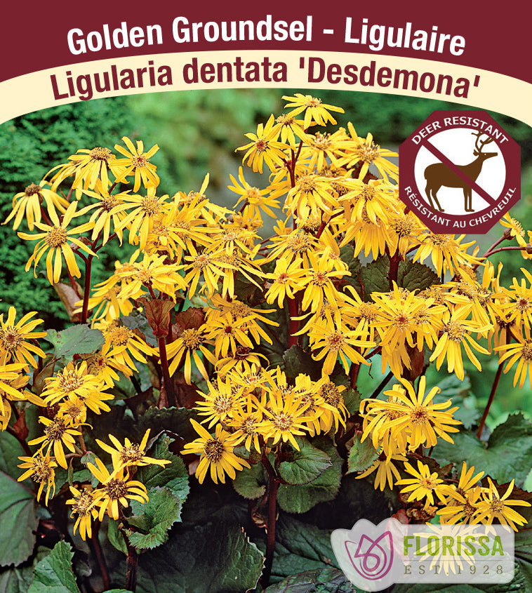 Ligularia - dentata Desdemona