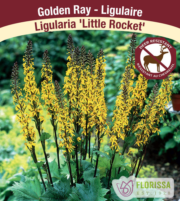 Ligularia - Little Rocket