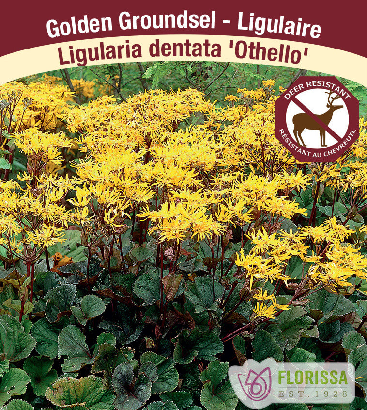 Ligularia - dentata Othello