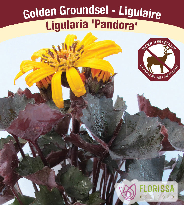 Ligularia - Pandora