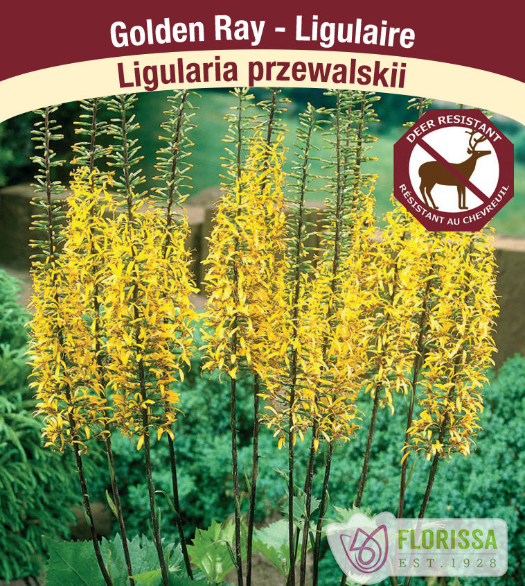 Ligularia - prezwalskii