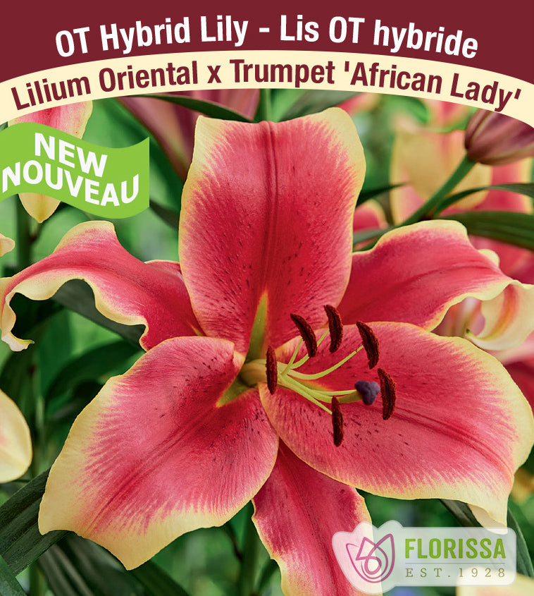 Lilium O/T Hybrids  - African Lady