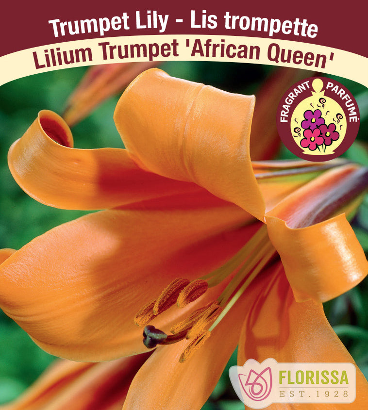 Lilium Trumpet  - African Queen