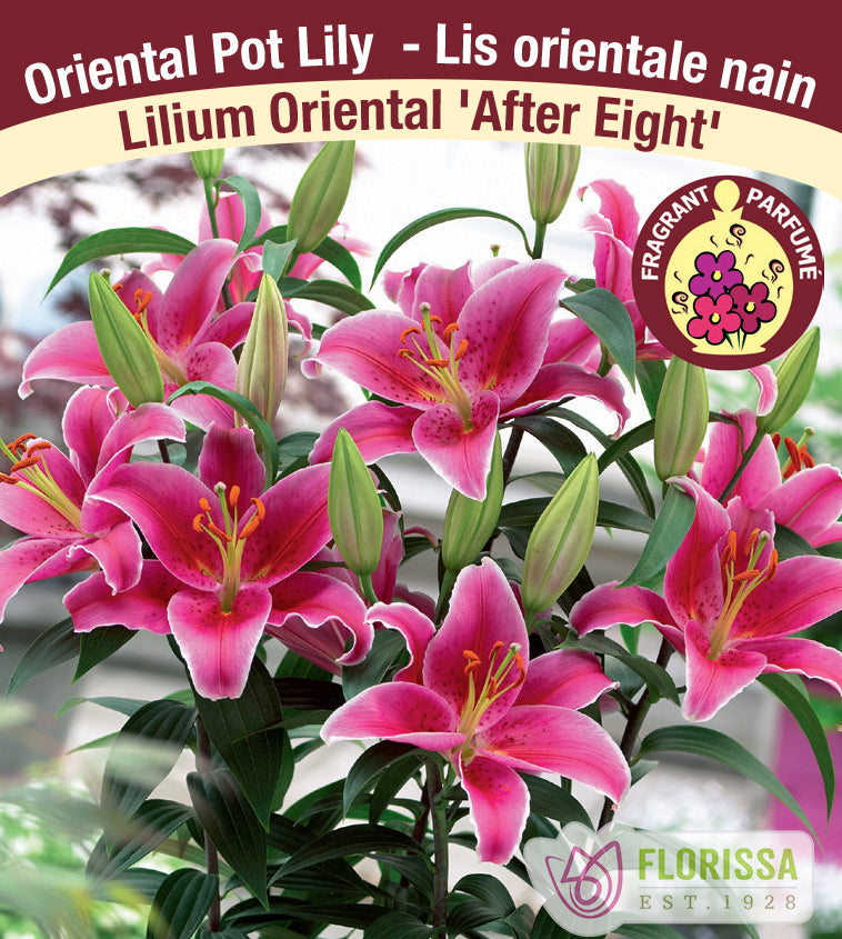 Lilium Oriental Pot  - After Eight