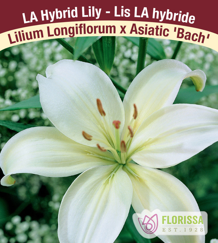 Lilium LA Hybrid  - Bach