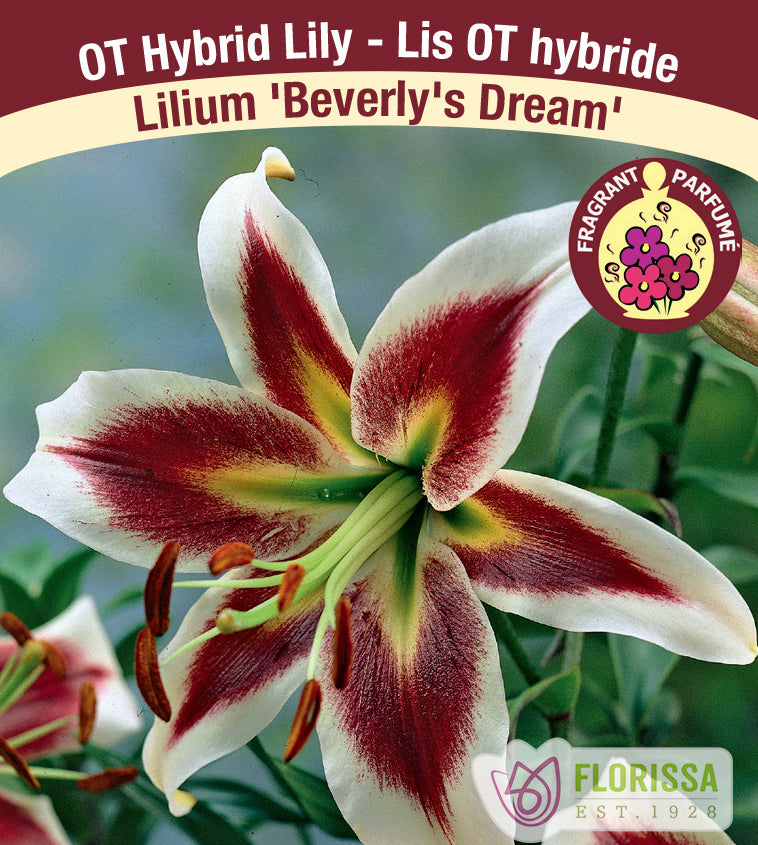Lilium O/T Hybrids  - Beverly's Dream