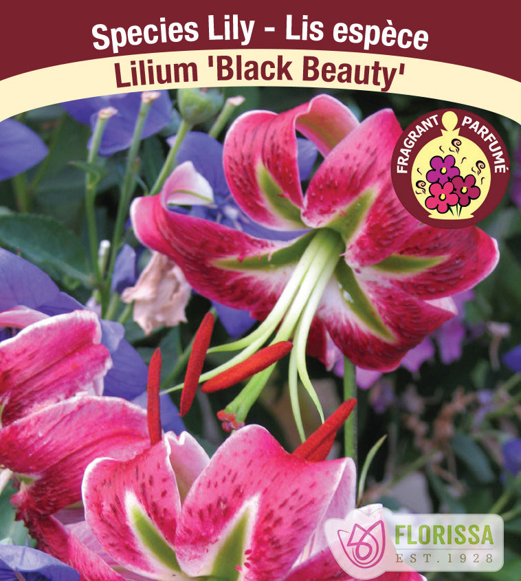 Lilium Species  - Black Beauty