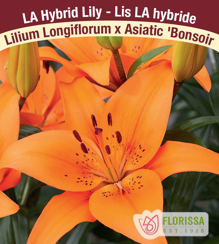 Lilium LA Hybrid  - Bonsoir