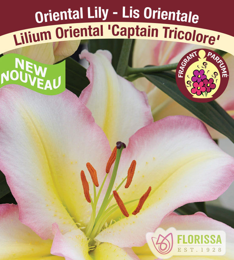 Lilium Oriental  - Captain Tricolore
