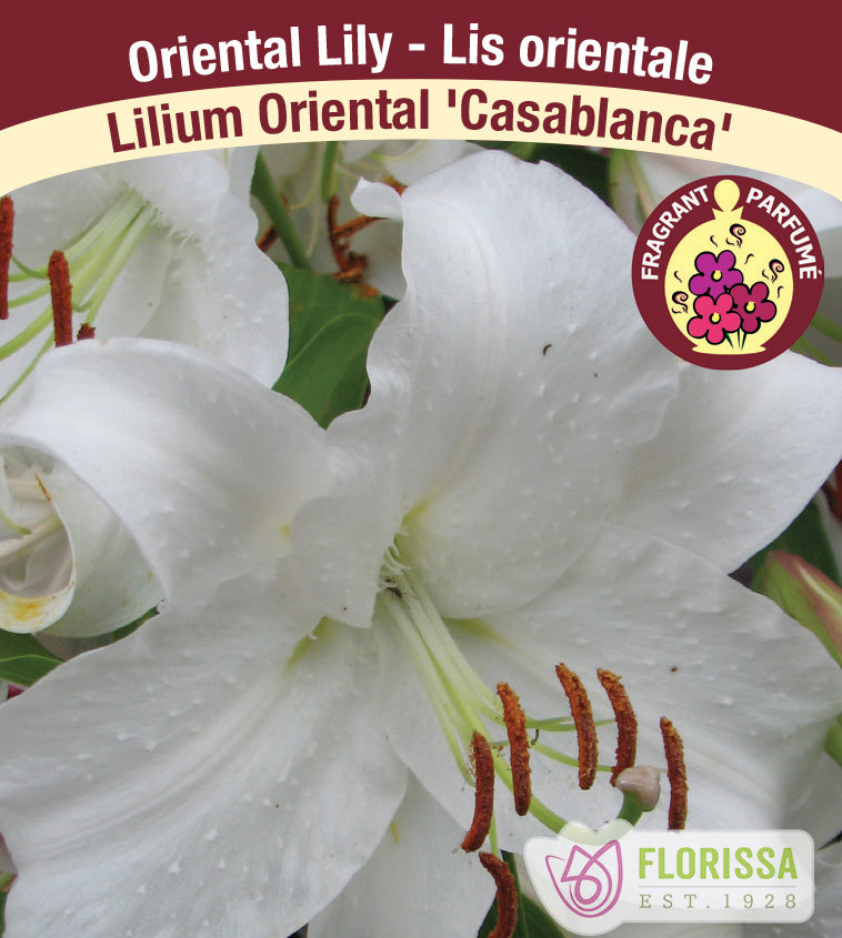 Lilium Oriental  - Casablanca