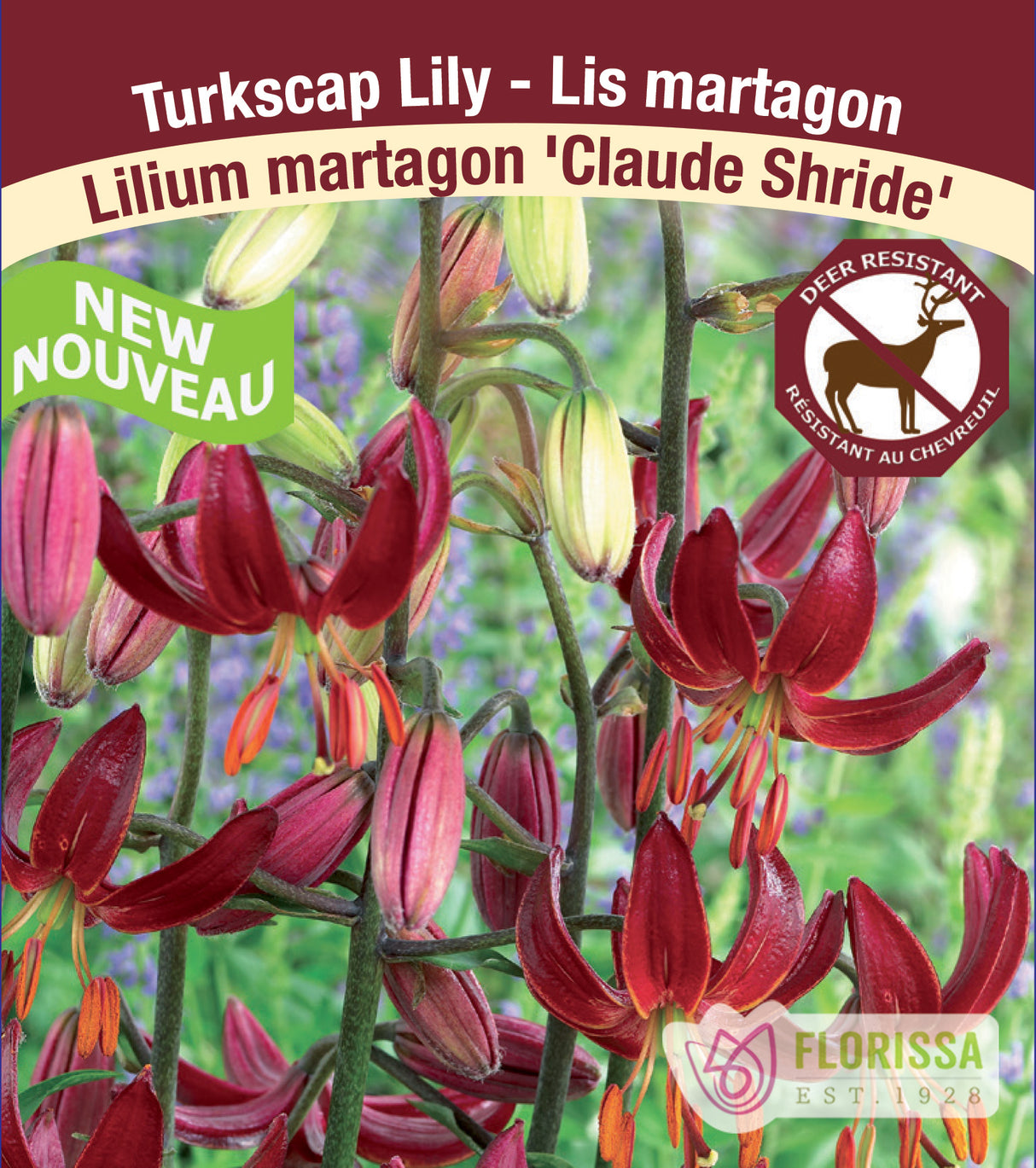 Lilium martagon - Claude Shride
