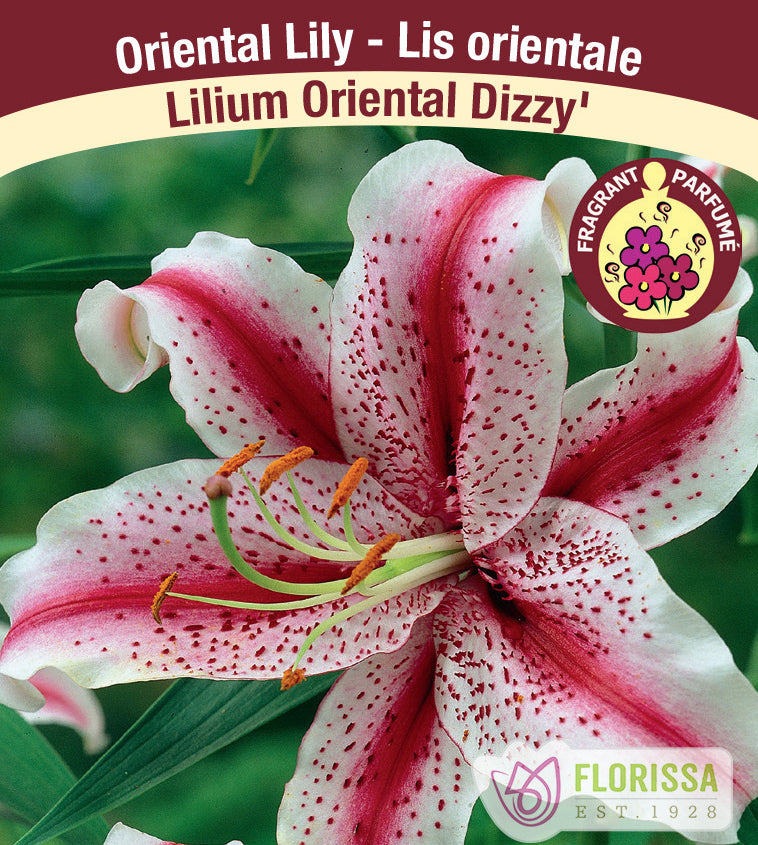 Lilium Oriental  - Dizzy