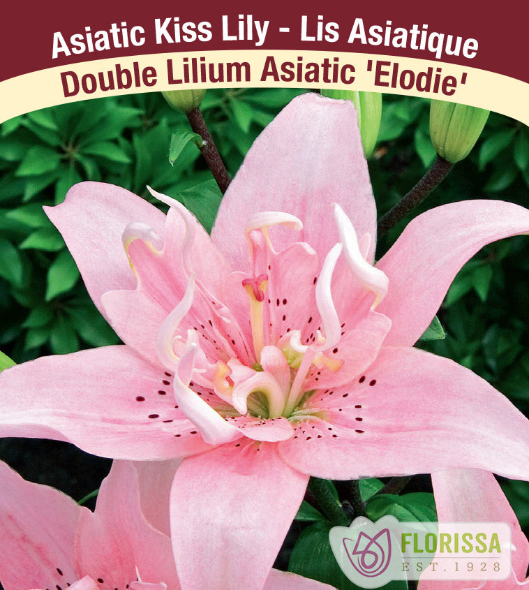 Lilium Kiss - Elodie