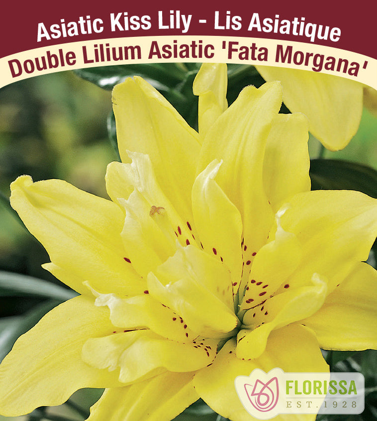 Lilium Kiss - Fata Morgana