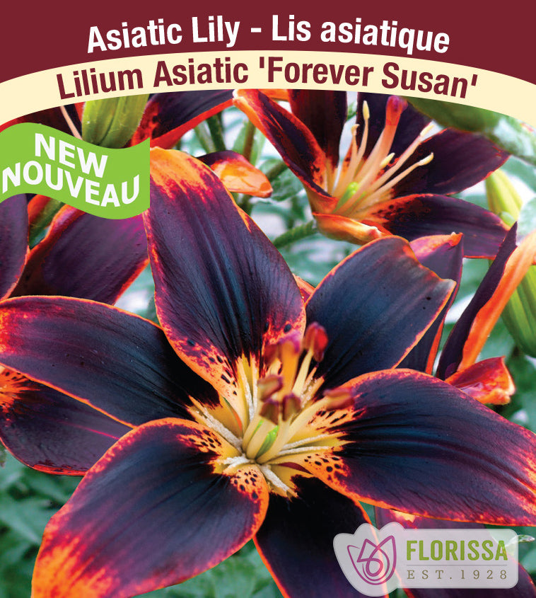 Lilium Asiatic - Forever Susan