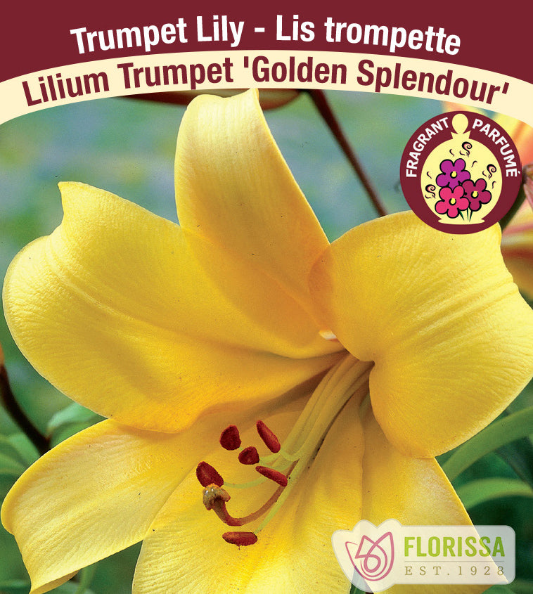 Lilium Trumpet  - Golden Splendour