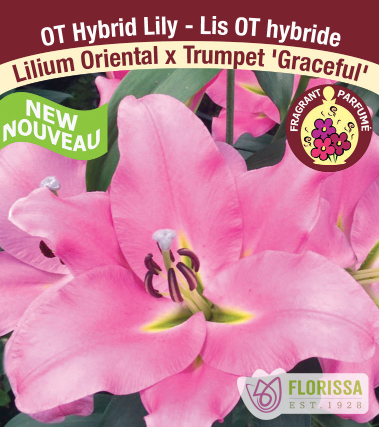 Lilium O/T Hybrids  - Graceful