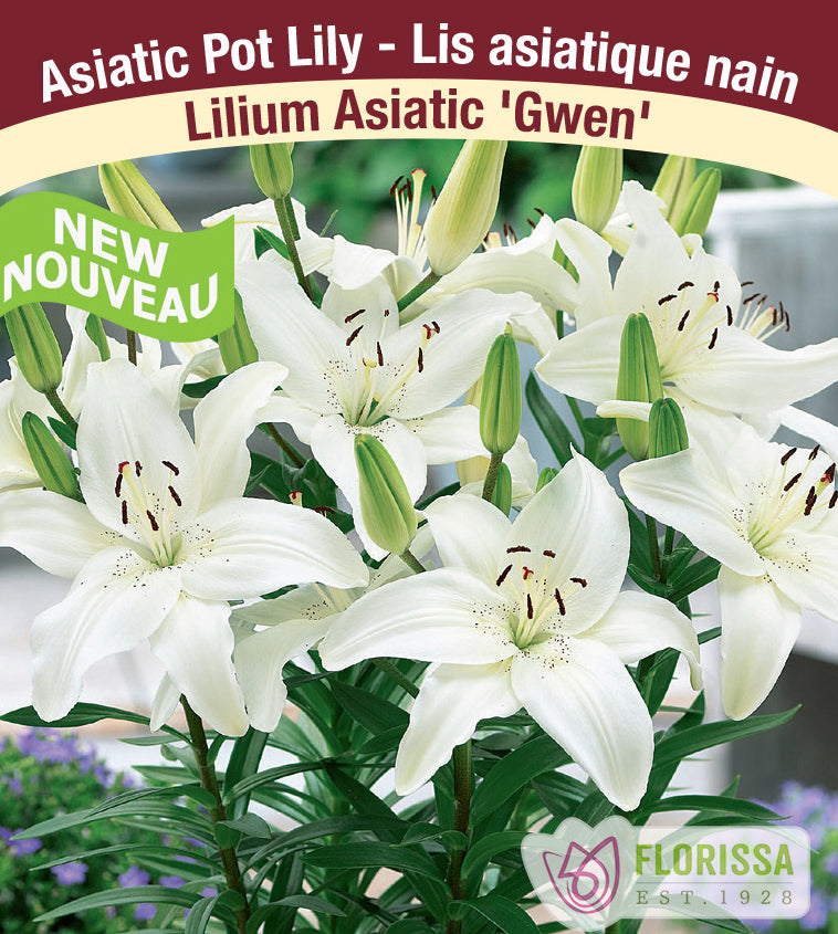 Lilium Asiatic Pot - Gwen