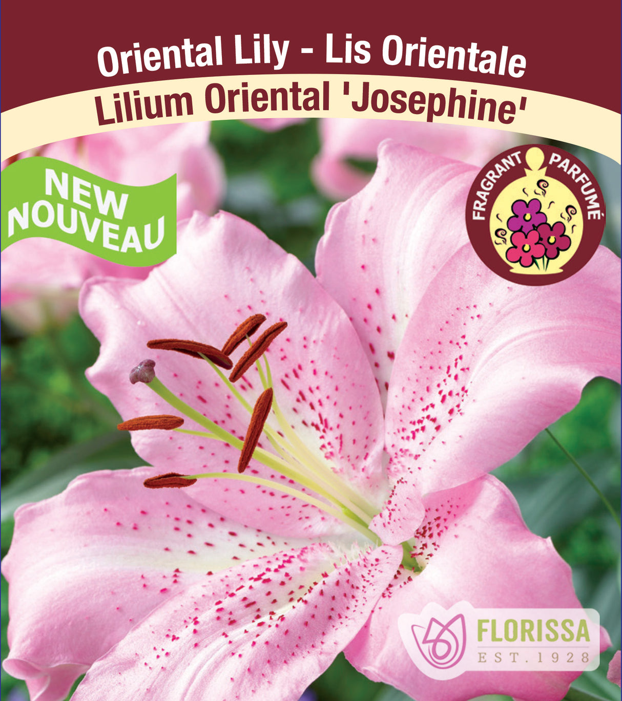 Lilium Oriental  - Josephine