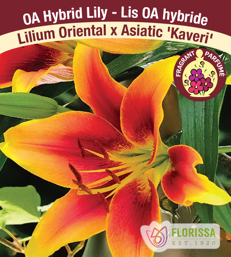 Lilium Oriental x Asiatic  - Hybrid Kaveri