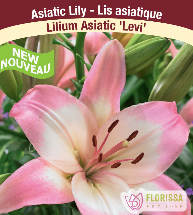 Lilium Asiatic - Levi