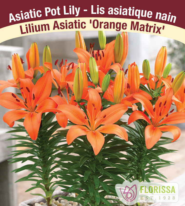 Lilium Asiatic Pot - Orange Matrix