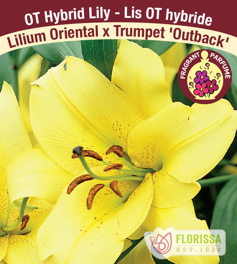 Lilium O/T Hybrids  - Outback
