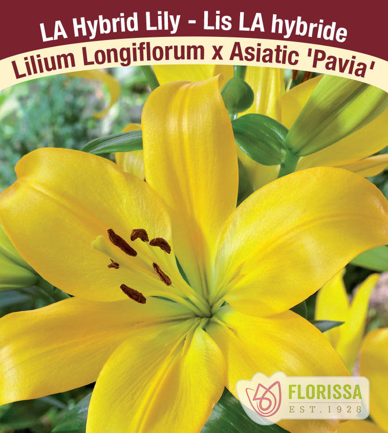 Lilium LA Hybrid  - Pavia