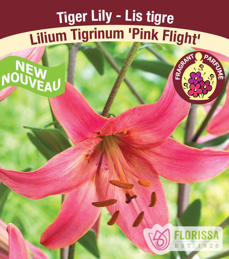 Lilium Tiger  - Pink Flight