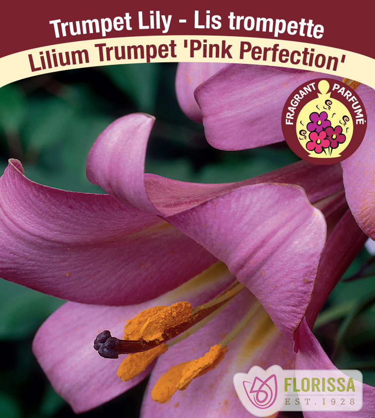 Lilium Trumpet  - Pink Perfection