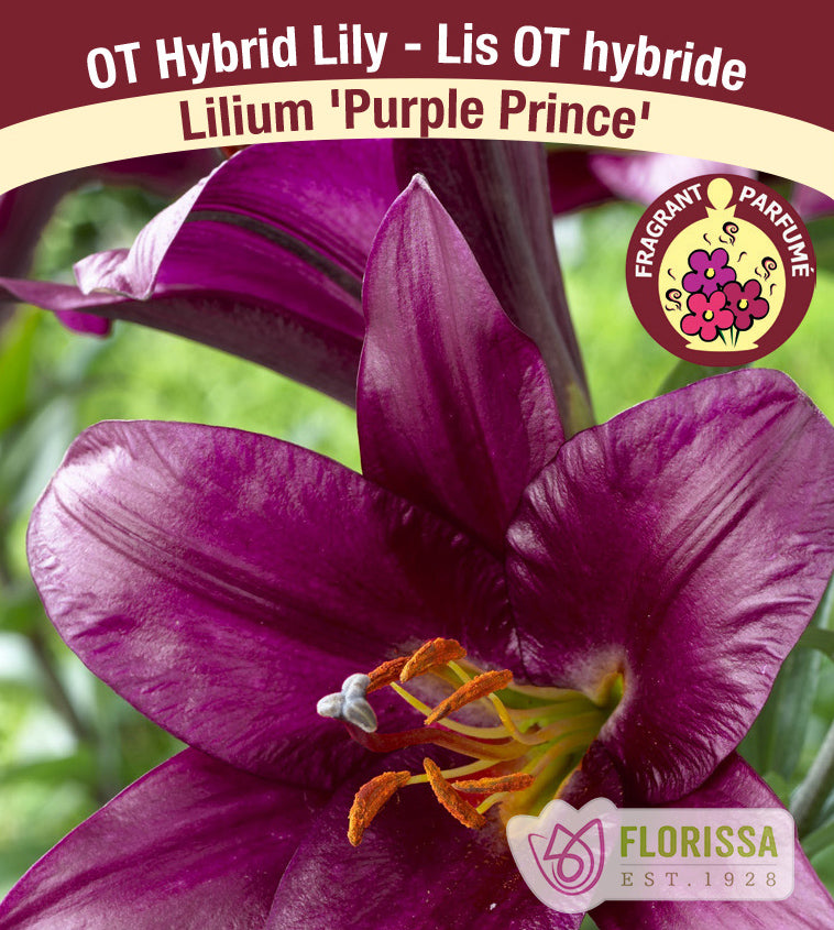 Lilium O/T Hybrids  - Purple Prince