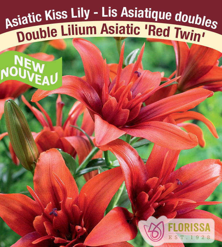 Lilium Kiss - Red Twin