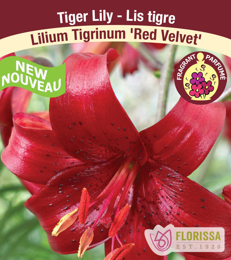 Lilium Tiger  - Red Velvet