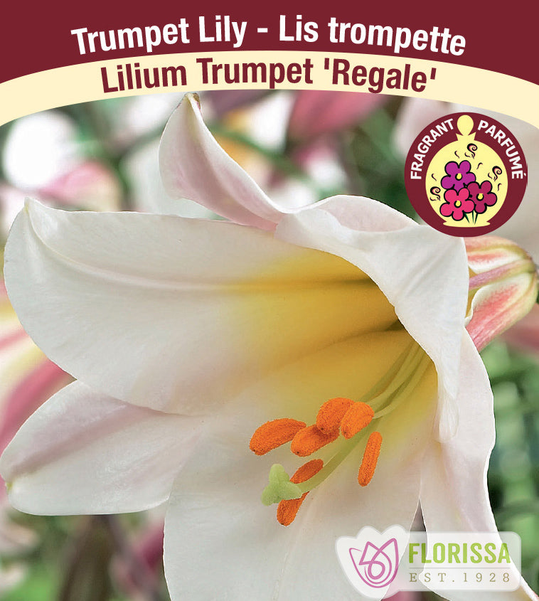 Lilium Trumpet  - Regale